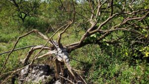 What Florida Citrus Growers Can Do To Help Save Groves After Hurricane Ian