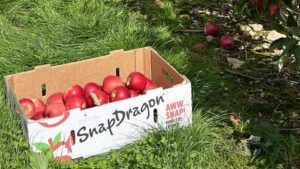 New York State ‘SnapDragon’ Apple Production up 25%