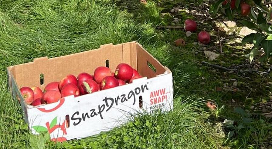 New York State ‘SnapDragon’ Apple Production up 25%