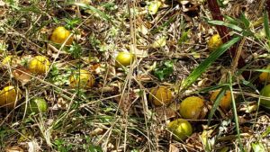 Florida Citrus Shortfall Mounts Even More in Latest Crop Forecast