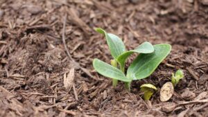 Ways Organic Matter Impacts Soil Health and Crop Yield