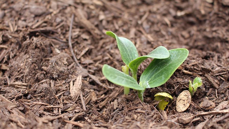 Ways Organic Matter Impacts Soil Health and Crop Yield
