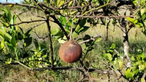 Latest Florida Citrus Forecast Reveals Huge Impacts from Hurricane Ian