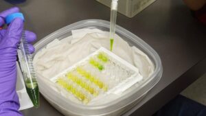 Use the Right Tools for Detecting Plant Pathogens
