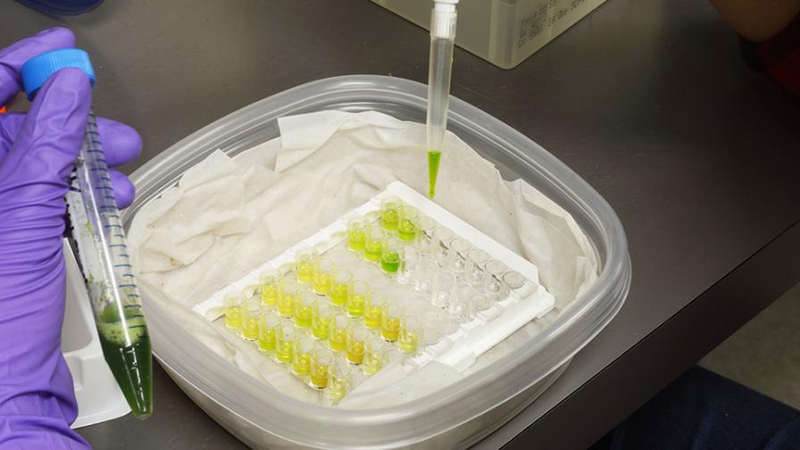 Serological techniques used in lab to detect plant pathogens