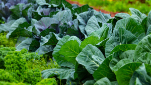 Get Ahead of Aphids With Versys Insecticide