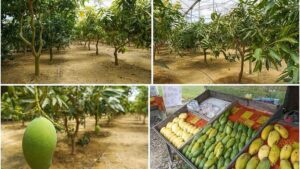 4 Novel Food Crops You Might Not Have Thought Of for the Greenhouse