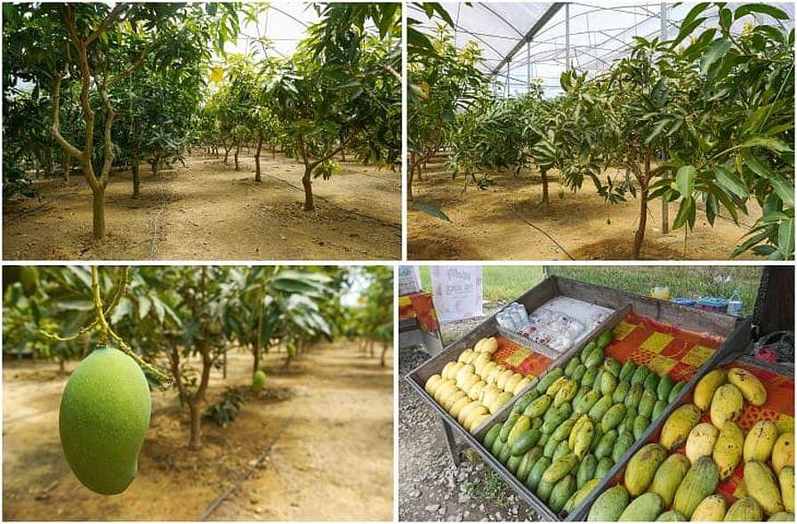 4 Novel Food Crops You Might Not Have Thought Of for the Greenhouse