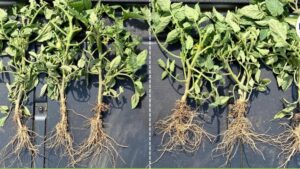 The Future Is Now for Biologicals in Vegetable Production
