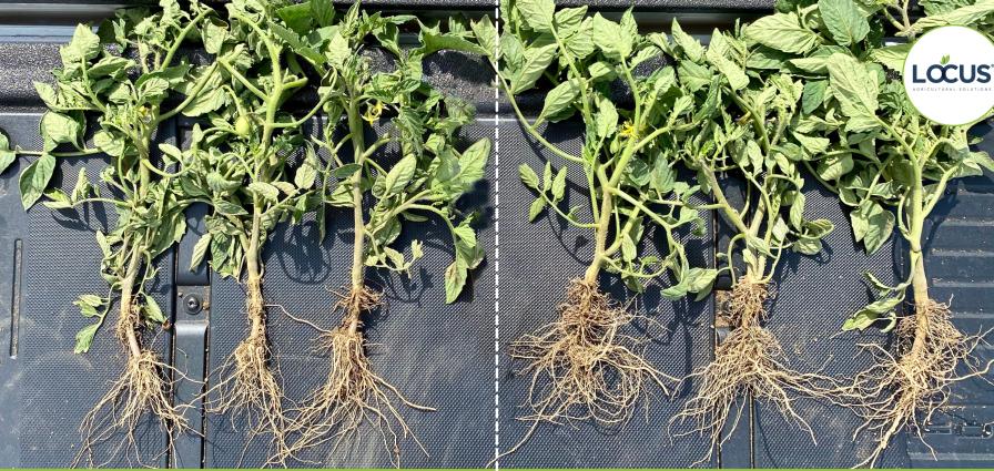 Tomato side-by-side comparison illustrates effectiveness of Locus Ag product.