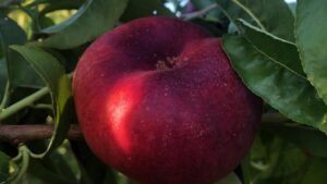 They’re Here! ‘Platty Moon’ Nectarines Finally Reach the U.S.