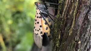 BioSolutions 2023 Event To Shine Spotlight on Nasty Fruit and Nut Pests