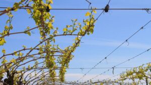 What You Need To Know About Pruning Canes on Your Raisin Grapes