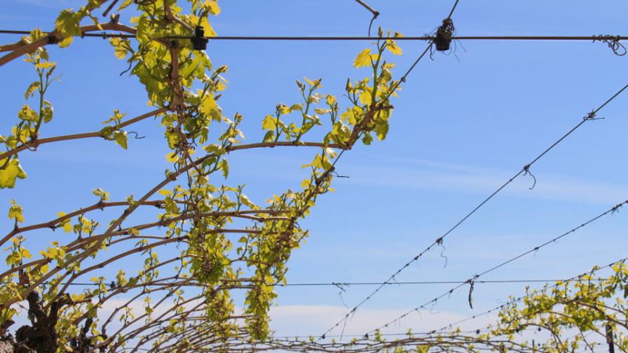 Pruned dry-on-vine raisin grapes