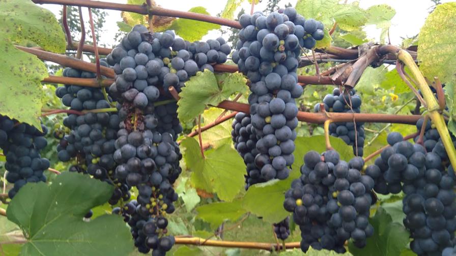 USDA, Cornell Break Ground on National Grape Improvement Center