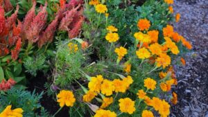 Alternative Crops: Flowers Arise in Pennsylvania