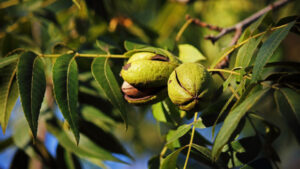 Shield Your Yield with new Altacor® eVo Insect Control