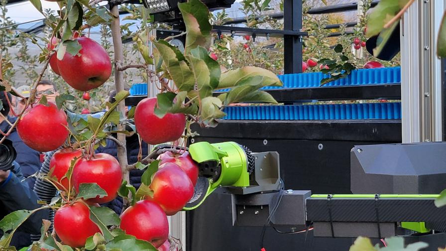 Aigritech Sri robotic apple harvester in action during IFTA tour 2022 in Italy.