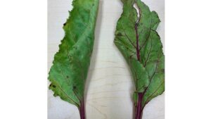 How To Reduce Postharvest Disease in Your Vegetable Crops