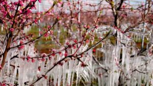 How This Crop Protection Solution Is Like ‘Putting on a Coat’ for Cold-Sensitive Crops