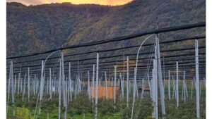 Why There’s Much to Learn from Italian Fruit Growers’ Rock-Solid Approach