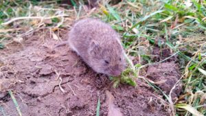 Got Voles Invading Your Nut Orchards? This Solution Goes for the Gut
