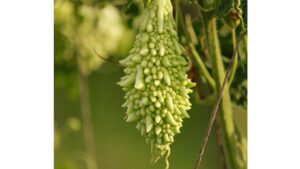 Bitter gourd