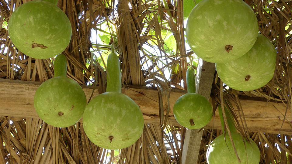 Bottle gourd