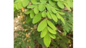 Moringa oleifera