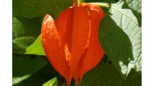 Want To Grow Something Alternative? Asian Vegetables Are in High Demand