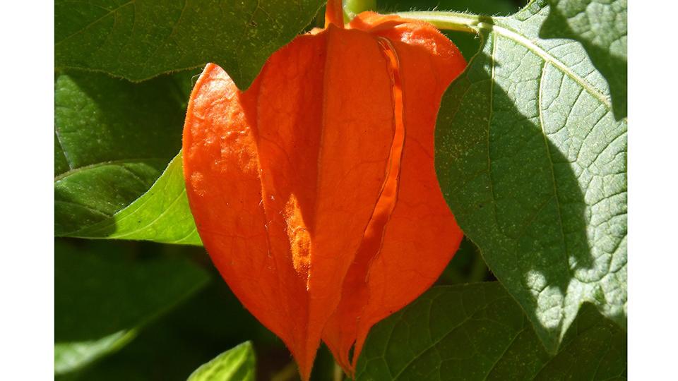 Want To Grow Something Alternative? Asian Vegetables Are in High Demand