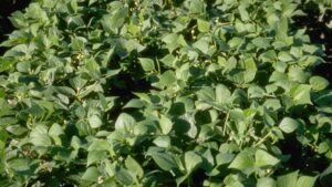 Alternative Crop Gaining Ground in Wisconsin: Hey, Spud, Let’s Diversify
