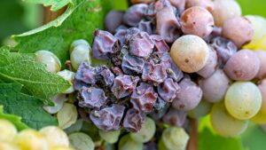 How Biofungicides Are Helping Small Fruit Growers Succeed