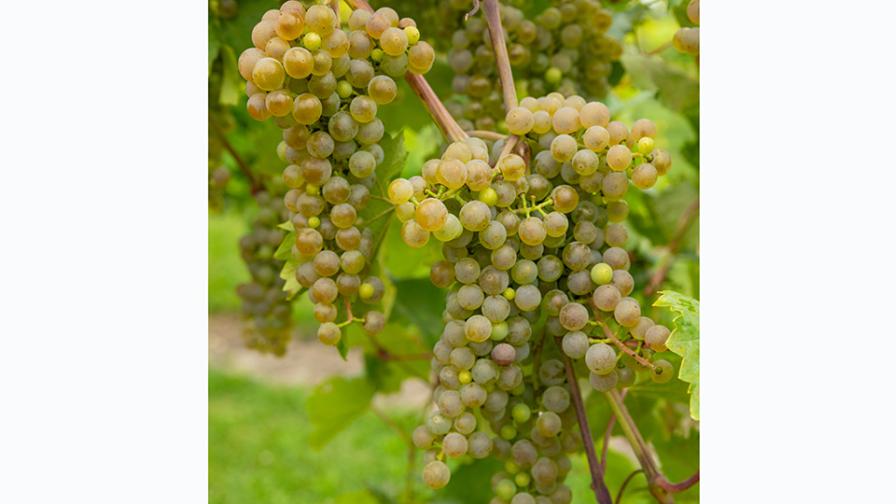 Say Hello to ‘Clarion,’ the Latest Cold-Hardy Grape