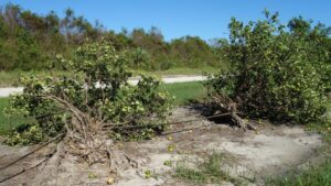 Artificial Intelligence Set To Take Lead on Assessing Crop Calamities After Extreme Weather