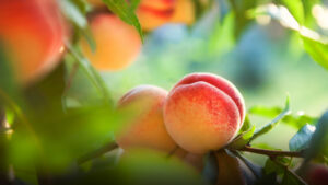Vietnam Grants Market Access for California Peaches, Nectarines
