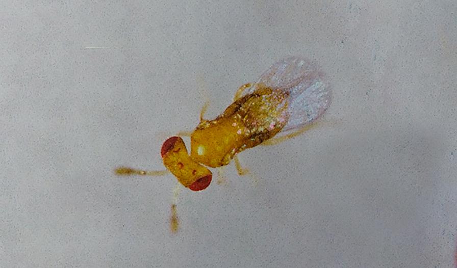 Which Beneficial Wasp Species Works Best Against Fruitworm in Blueberries?