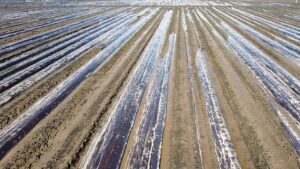 Weather Wild Cards Keeping California Strawberry Growers on Their Toes