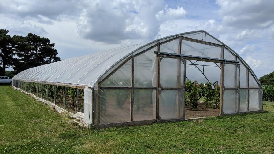 High tunnel constructed for table grapes