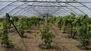 Table Grapes Grown in High Tunnels Flourish In the Midwest