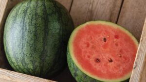 Natsu Cocoa (Johnny's Selected Seeds)