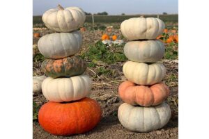 Stokes Stacker Mix (Colorado Seed Inc., Stokes Seeds)