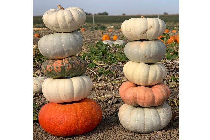 Stokes Stacker Mix (Colorado Seed Inc., Stokes Seeds)