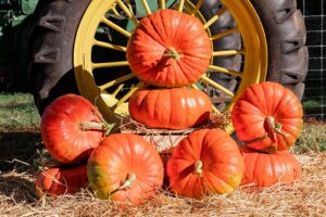 Prince Charming (Outstanding Seed Company LLC)