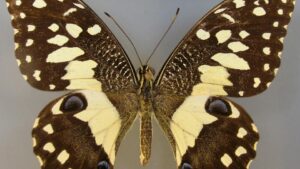 Pest Alert! Lime Swallowtail Poses New Threat to Citrus in Florida