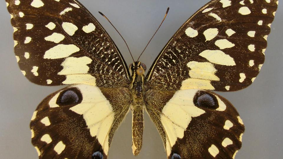 Pest Alert! Lime Swallowtail Poses New Threat to Citrus in Florida