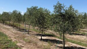 Commercial Olive Production in Florida Is Being Put to the Test
