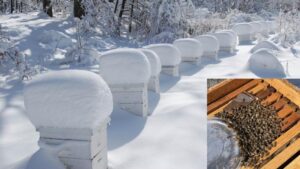 Scientists Probe for Answers To Help Prevent Winter Bee Colony Losses