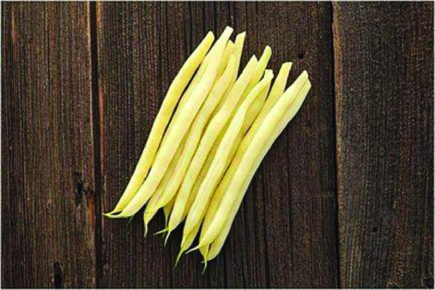 SV1003GF (Seminis Vegetable Seeds, Rupp Seeds)
