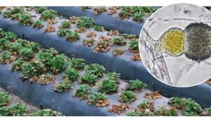 More Research Information Needed in Battling Plant Pathogens
